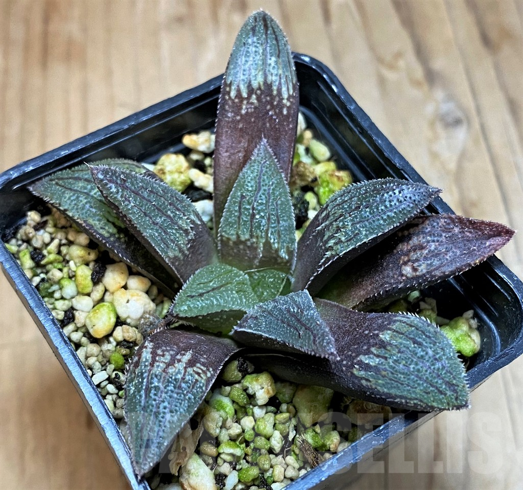 SH8037 Haworthia magnifica hybrid - Image 2