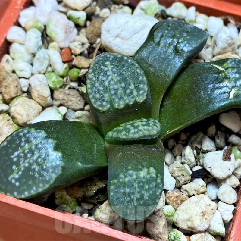 SH8041 Haworthia groenewaldii