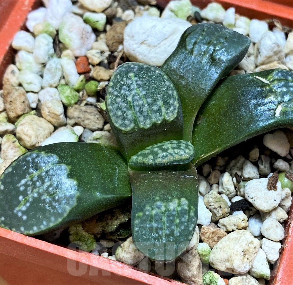 SH8041 Haworthia groenewaldii