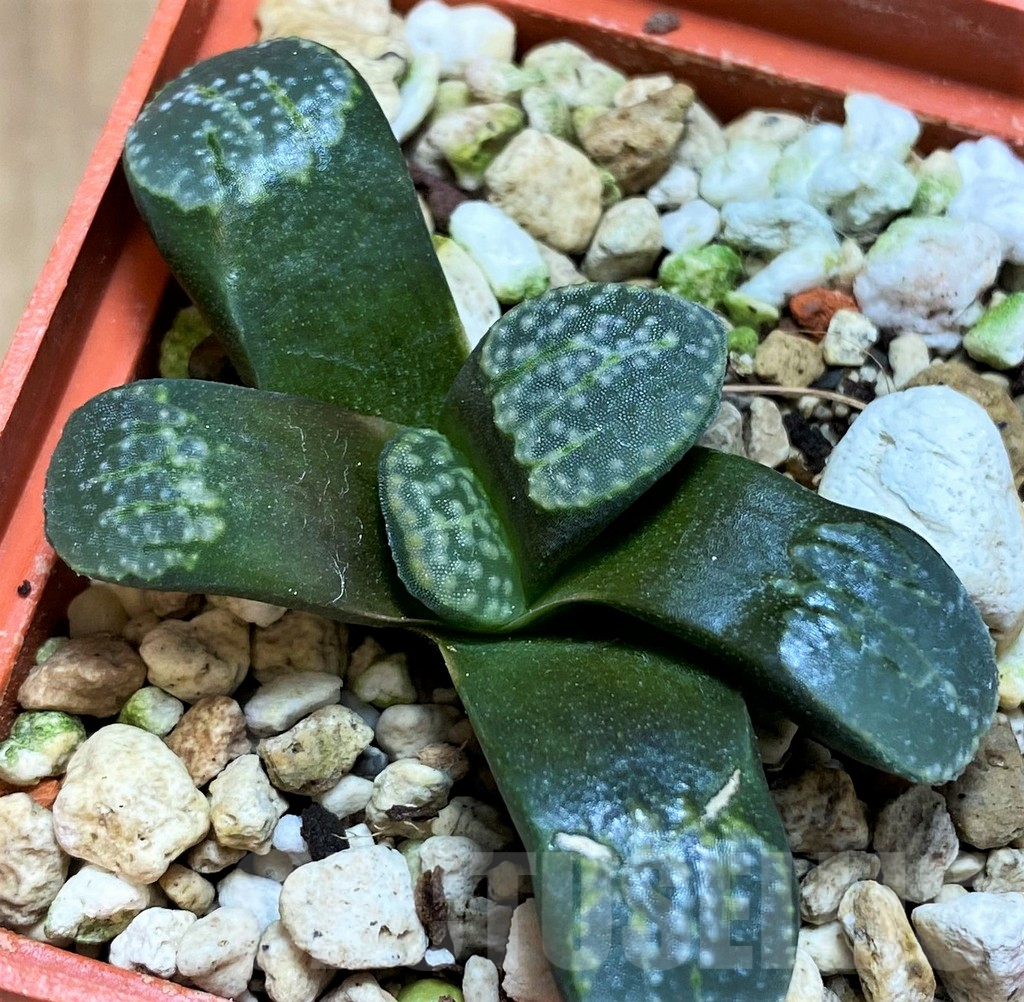 SH8041 Haworthia groenewaldii - Image 2