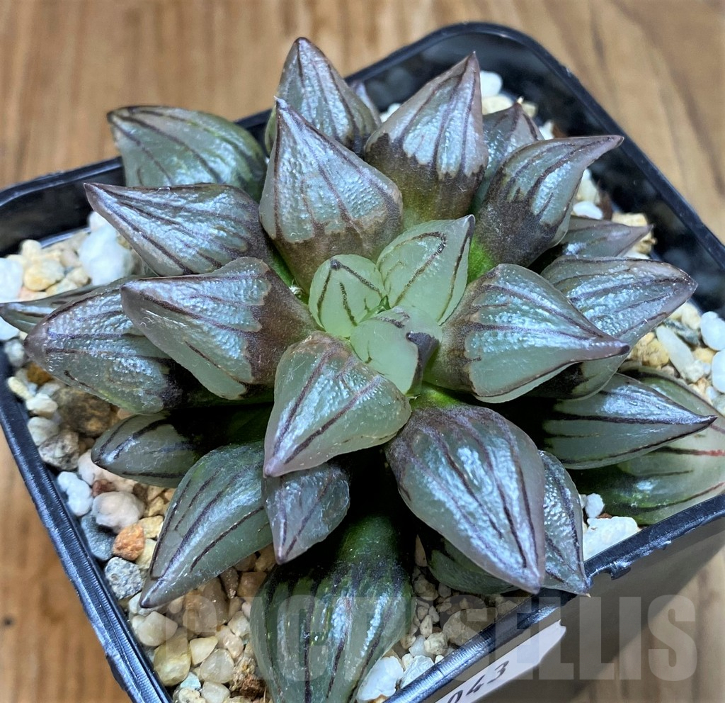 SH8043 Haworthia atrofusca 'Watermelon' - immagine 2