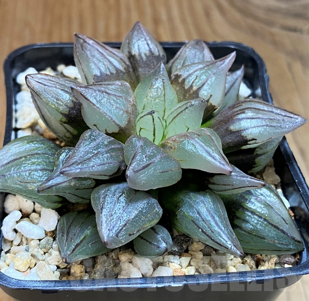SH8043 Haworthia atrofusca 'Watermelon'