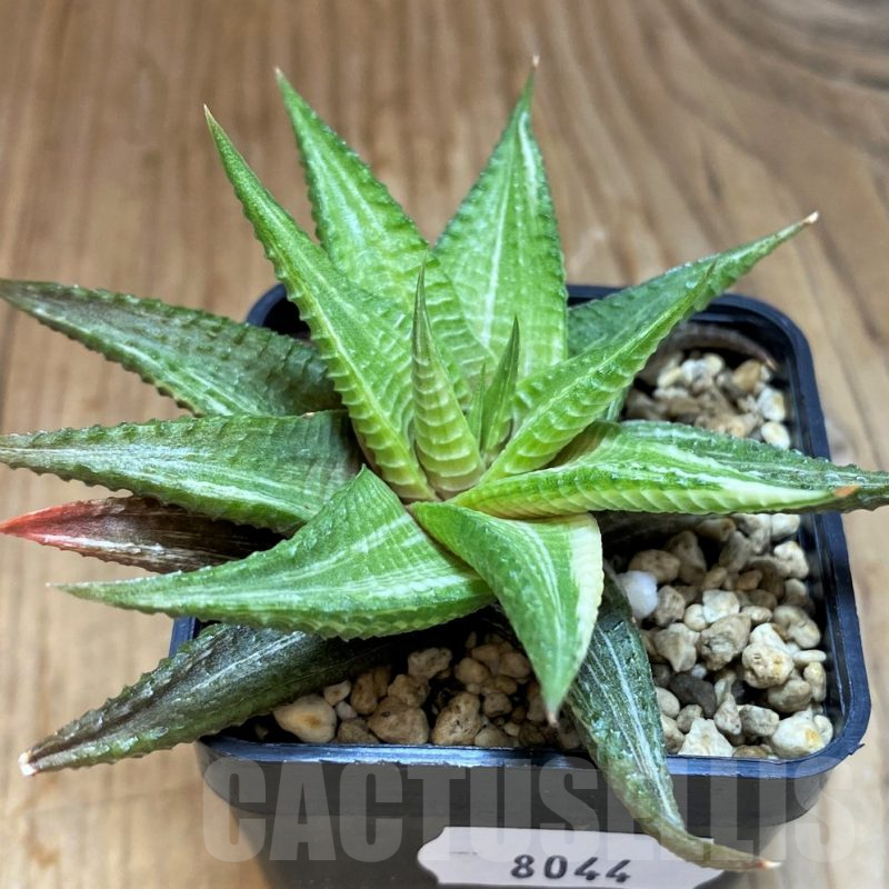 SH8044 Haworthia limifolia hybrid f. variegata