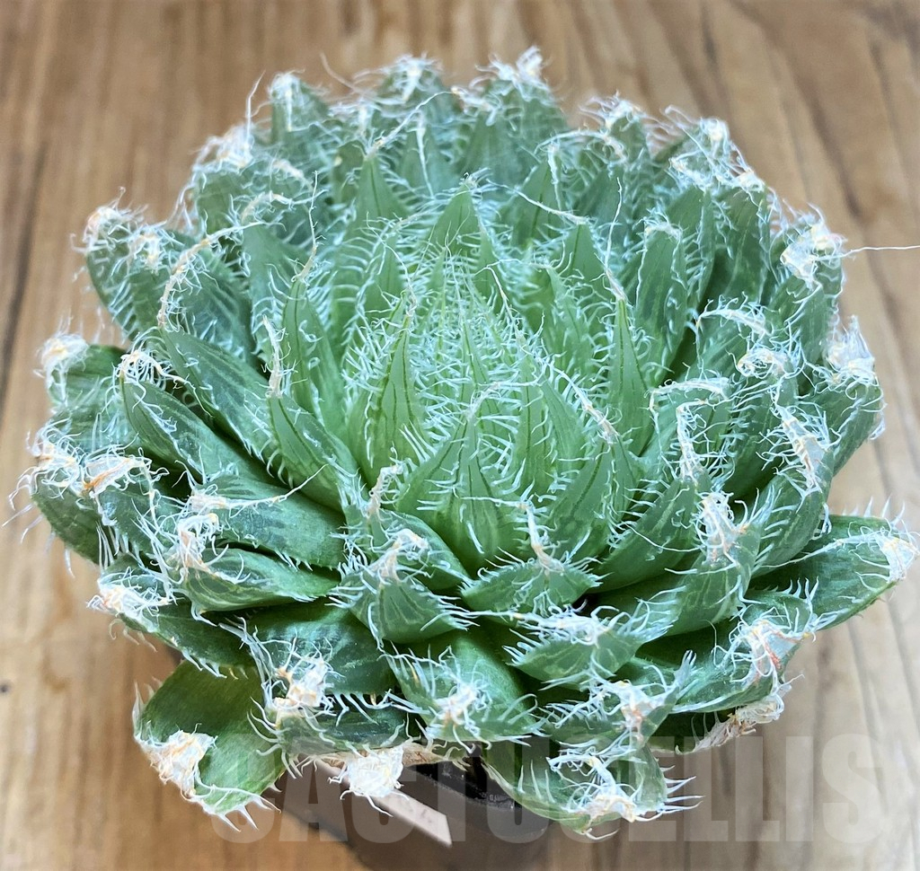 SH8045 Haworthia arachnoidea