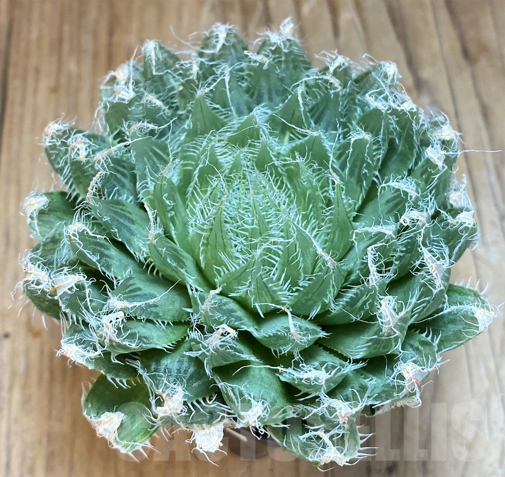 SH8045 Haworthia arachnoidea - Image 2