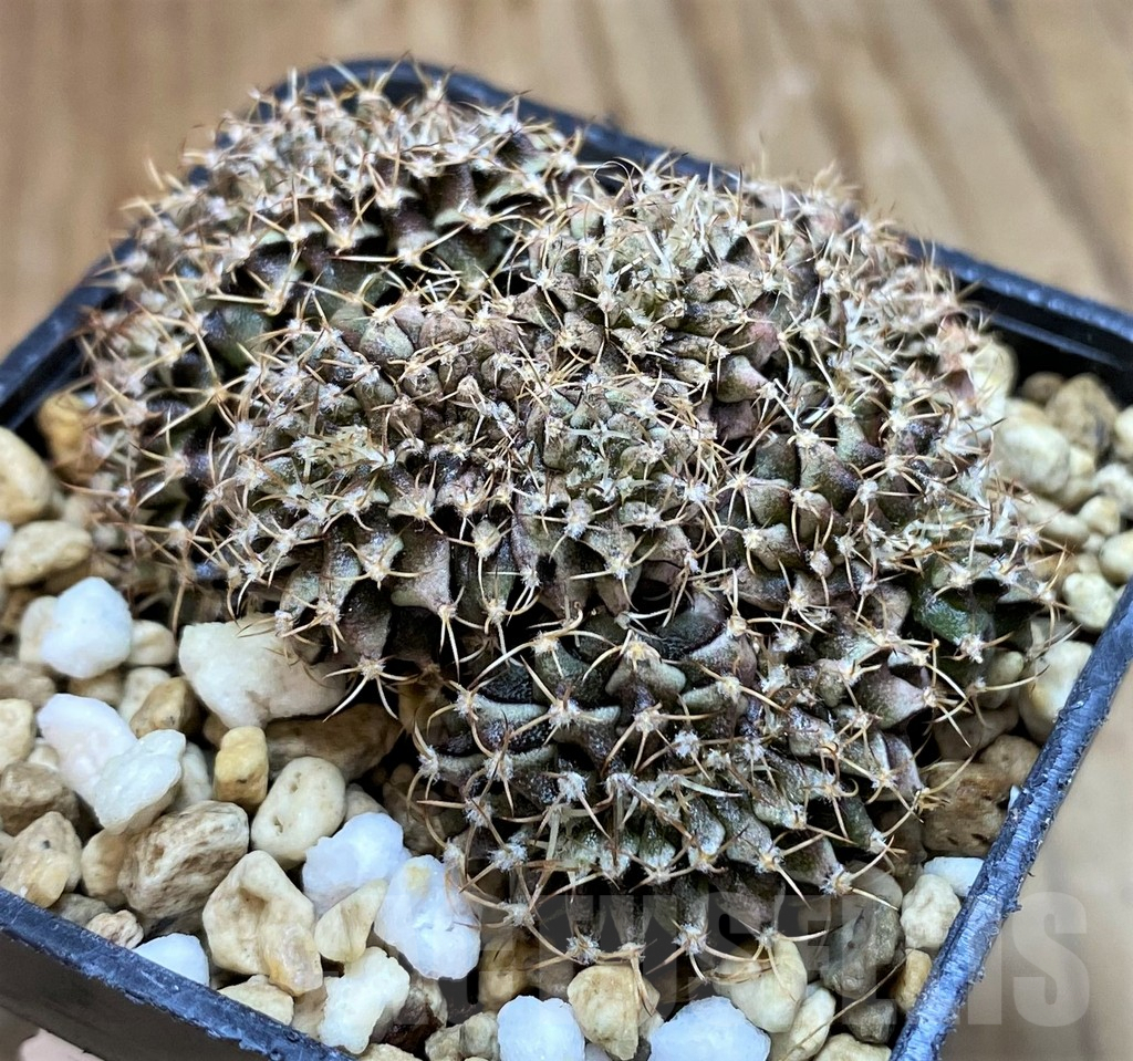 SH7993 Gymnocalycium friedrichii f. cristata - Obrázek 2