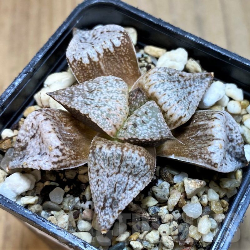 SH8052 Haworthia splendens 'Emerald Silver'