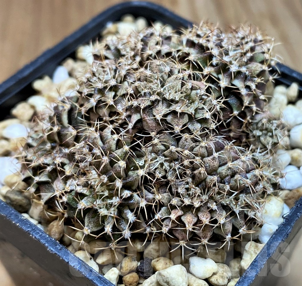 SH7993 Gymnocalycium friedrichii f. cristata