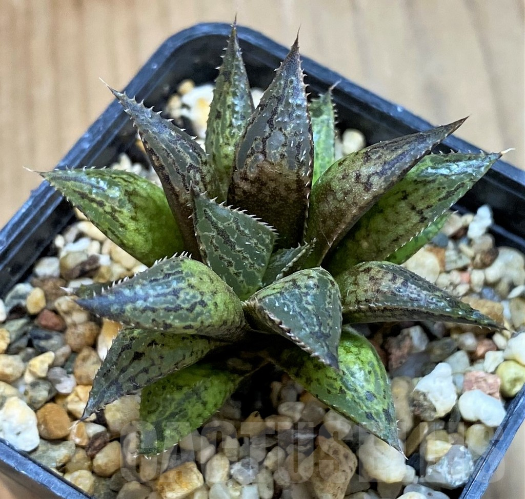 SH8053 Haworthia mirabilis v. paradoxa -Vermaaklikheid- - immagine 2