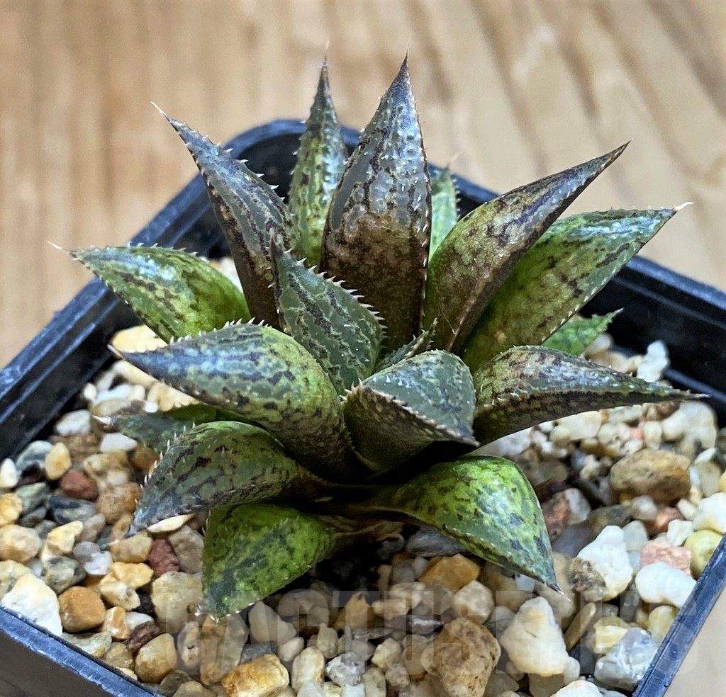 SH8053 Haworthia mirabilis v. paradoxa -Vermaaklikheid-
