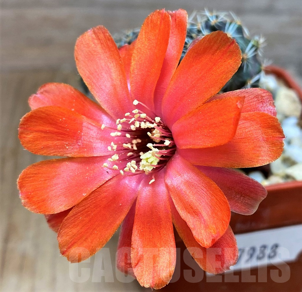 SH7988 Mediolobivia pygmaea WR909