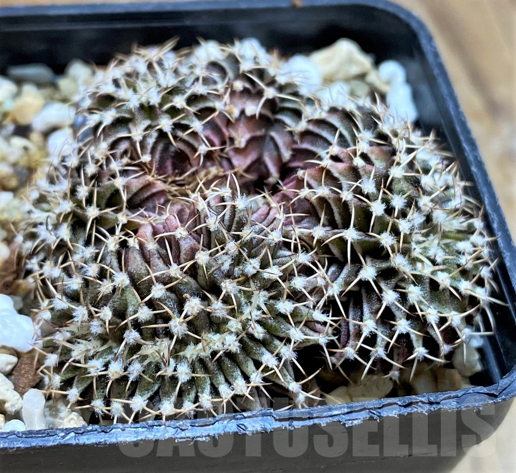SH7994 Gymnocalycium friedrichii f. cristata