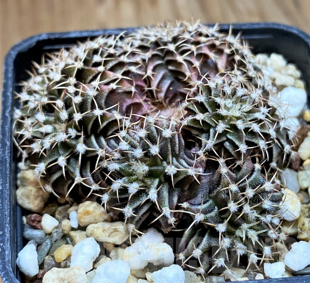 SH7994 Gymnocalycium friedrichii f. cristata - immagine 2