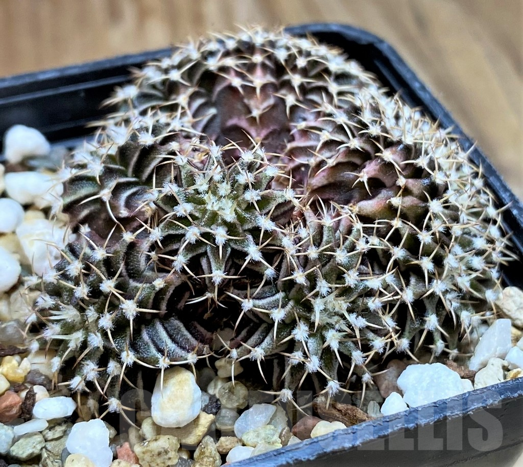 SH7994 Gymnocalycium friedrichii f. cristata - immagine 3
