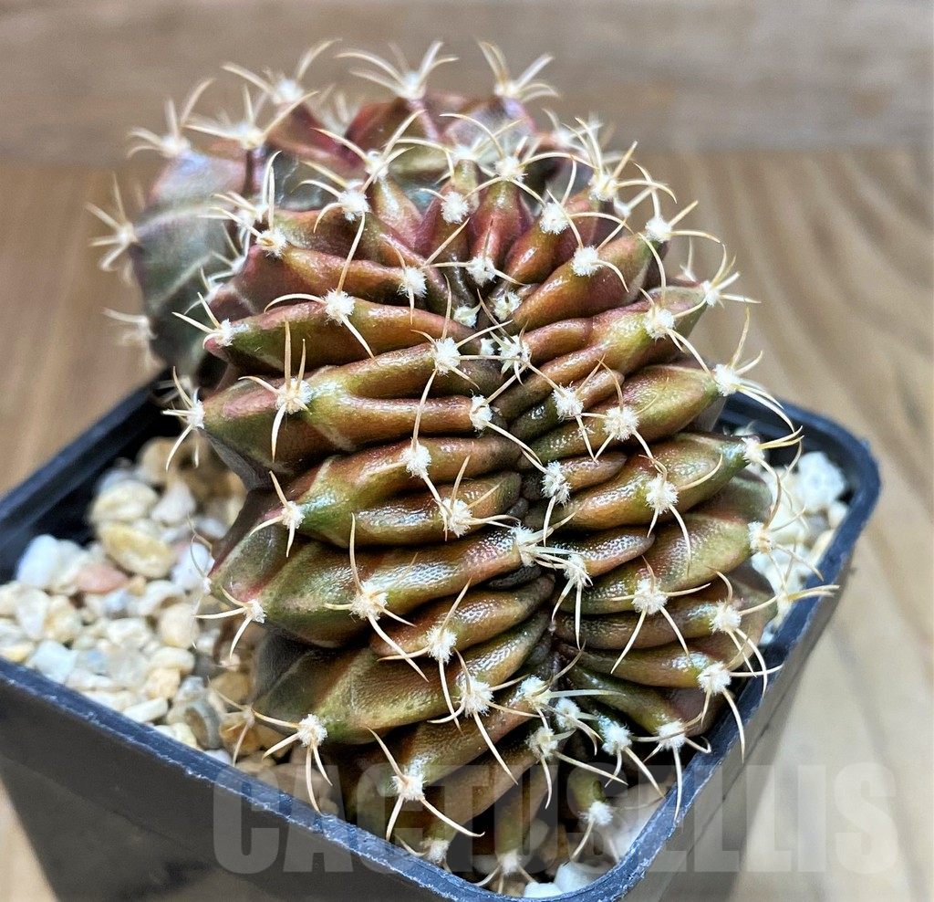 SH7996 Gymnocalycium mihanovichii f. cristata