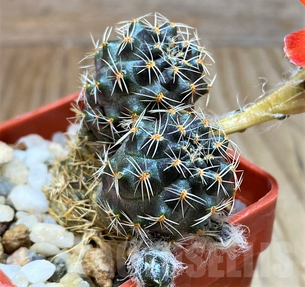 SH7988 Mediolobivia pygmaea WR909 - 画像 (2)