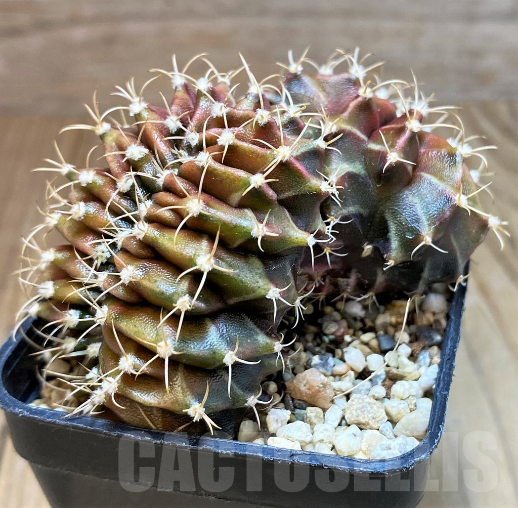 SH7996 Gymnocalycium mihanovichii f. cristata - Image 2