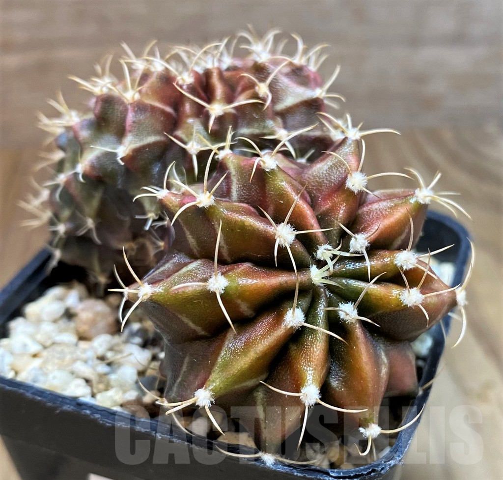 SH7996 Gymnocalycium mihanovichii f. cristata - Image 3