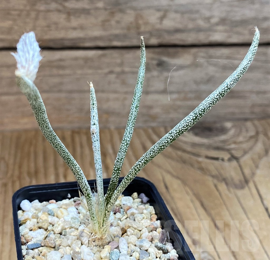 SH7998 Astrophytum caput-medusae, seedling - Image 2