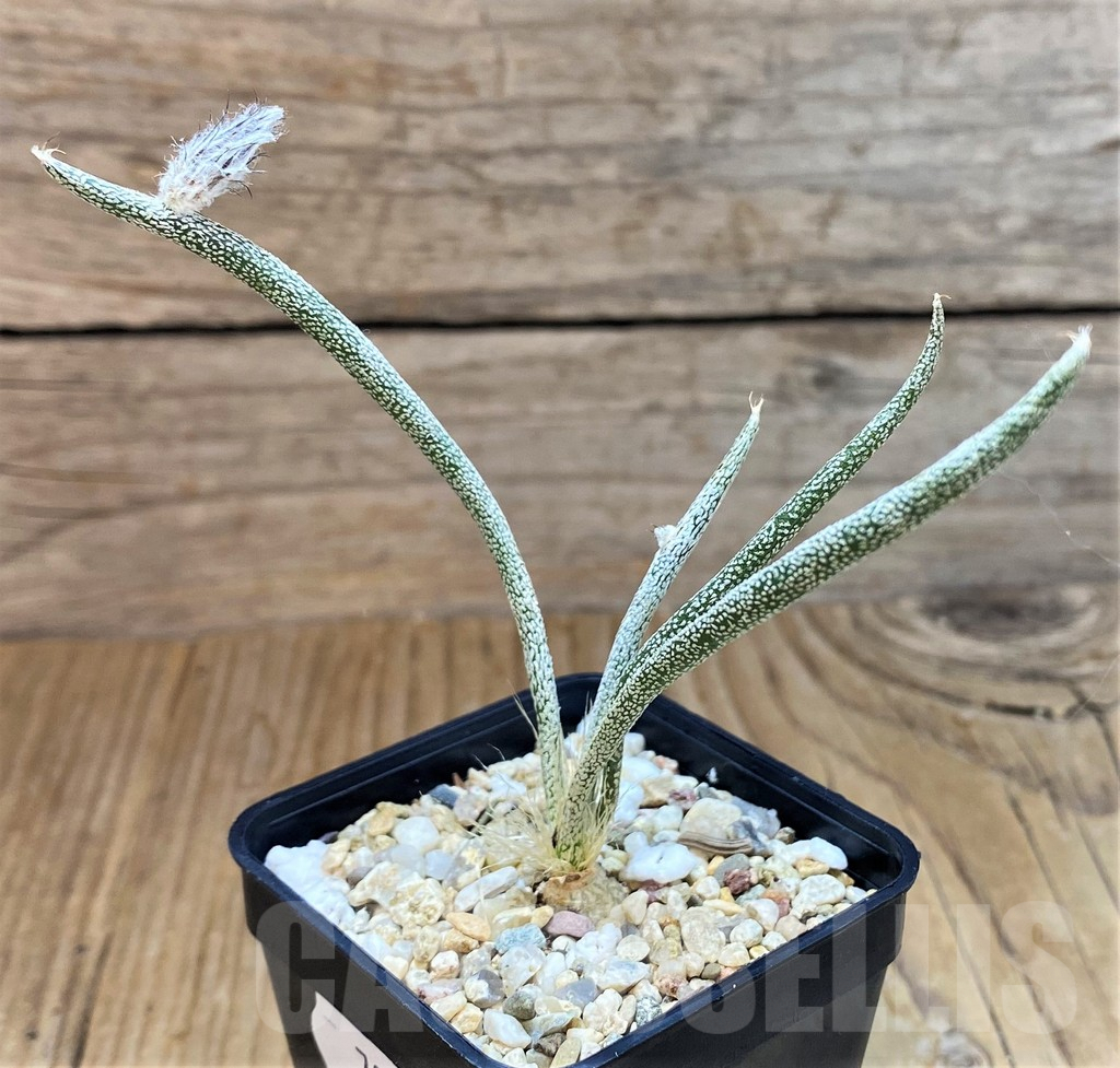 SH7998 Astrophytum caput-medusae, seedling