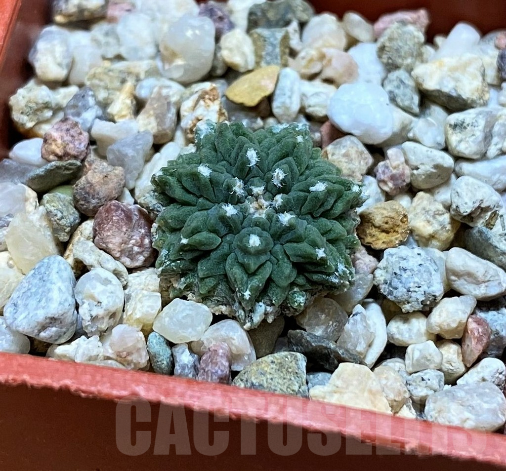 SH8000 Aztekium ritteri VM410