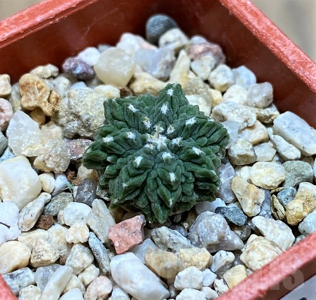 SH8003 Aztekium ritteri VM410