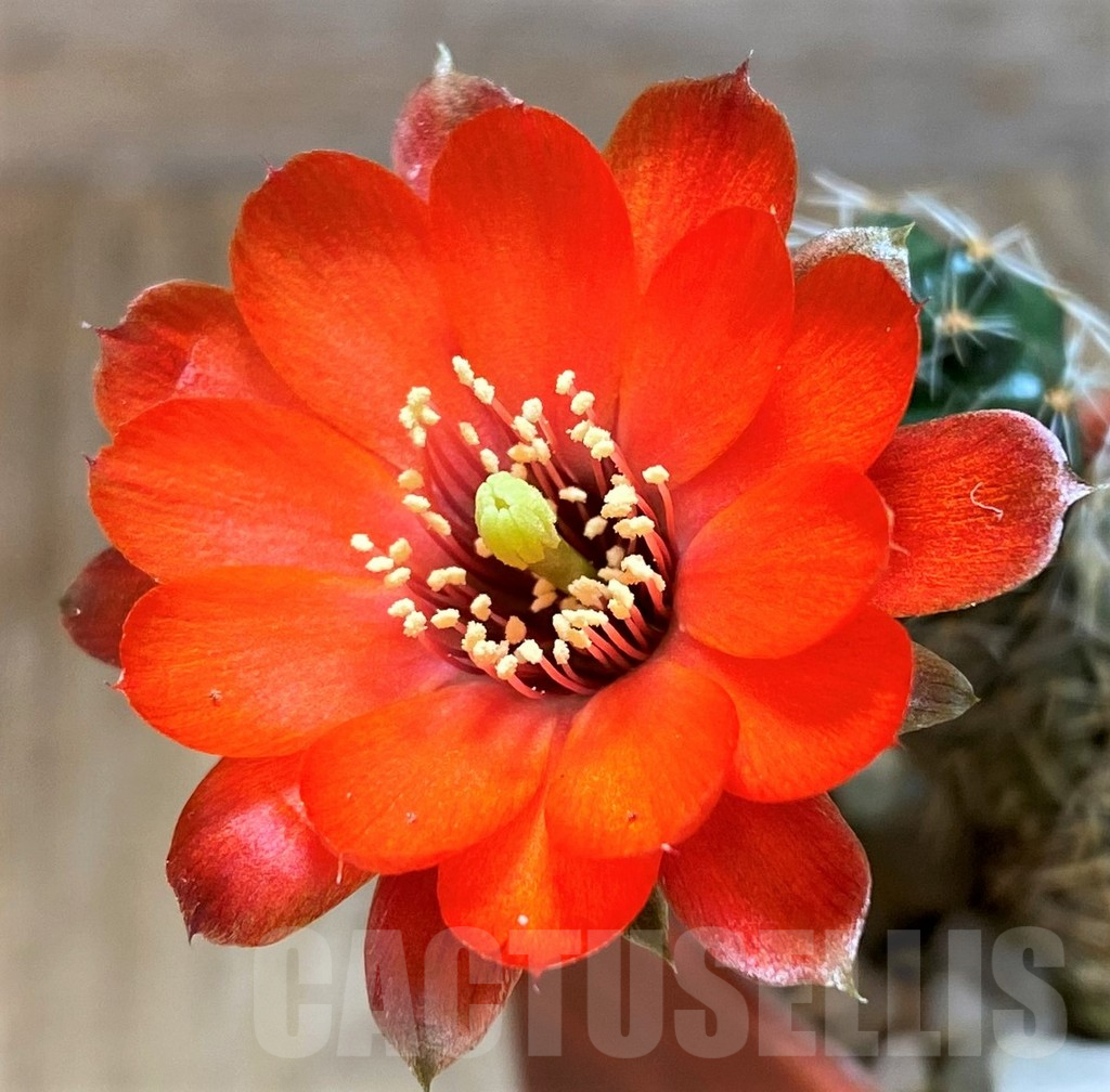 SH7989 Mediolobivia pygmaea WR909