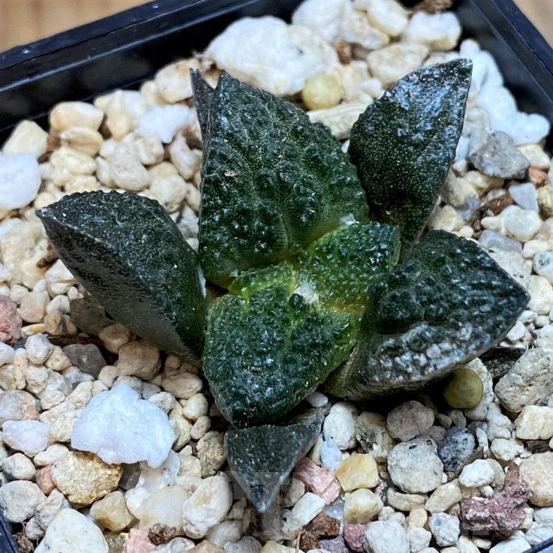 SH8005 Ariocarpus fissuratus ‘Godzilla’ hybrid, seedling