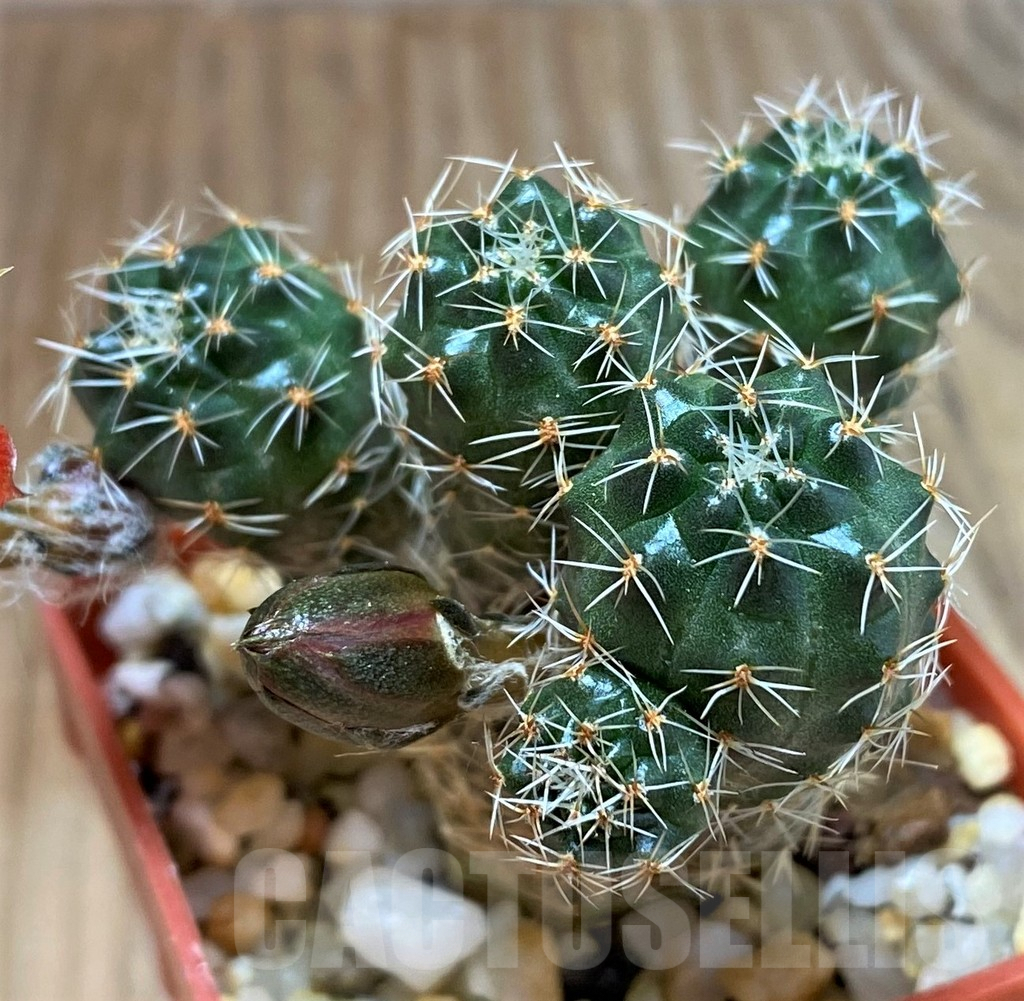 SH7989 Mediolobivia pygmaea WR909 - 画像 (2)