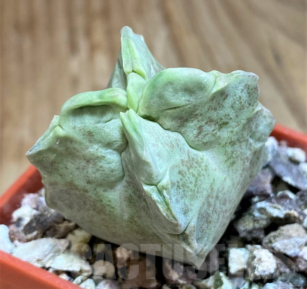 SH8007 Whitesloanea crassa