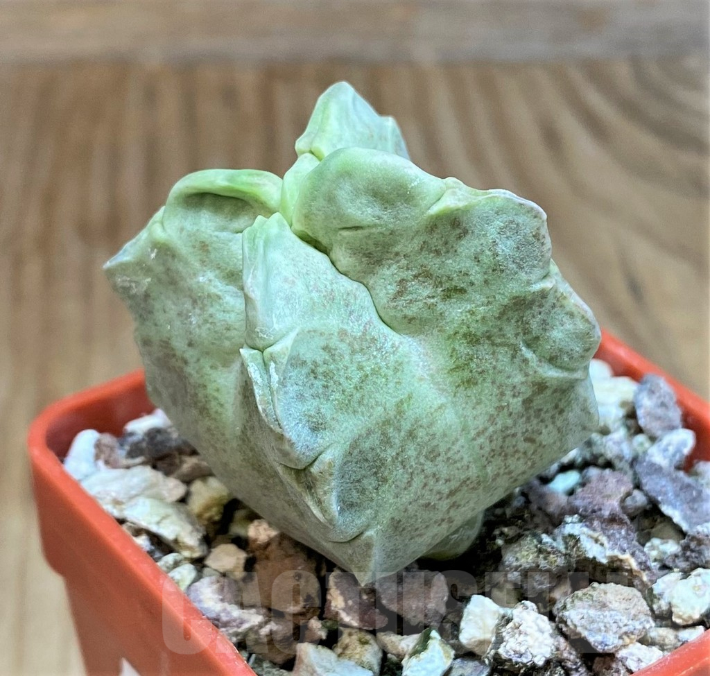 SH8007 Whitesloanea crassa - Image 2