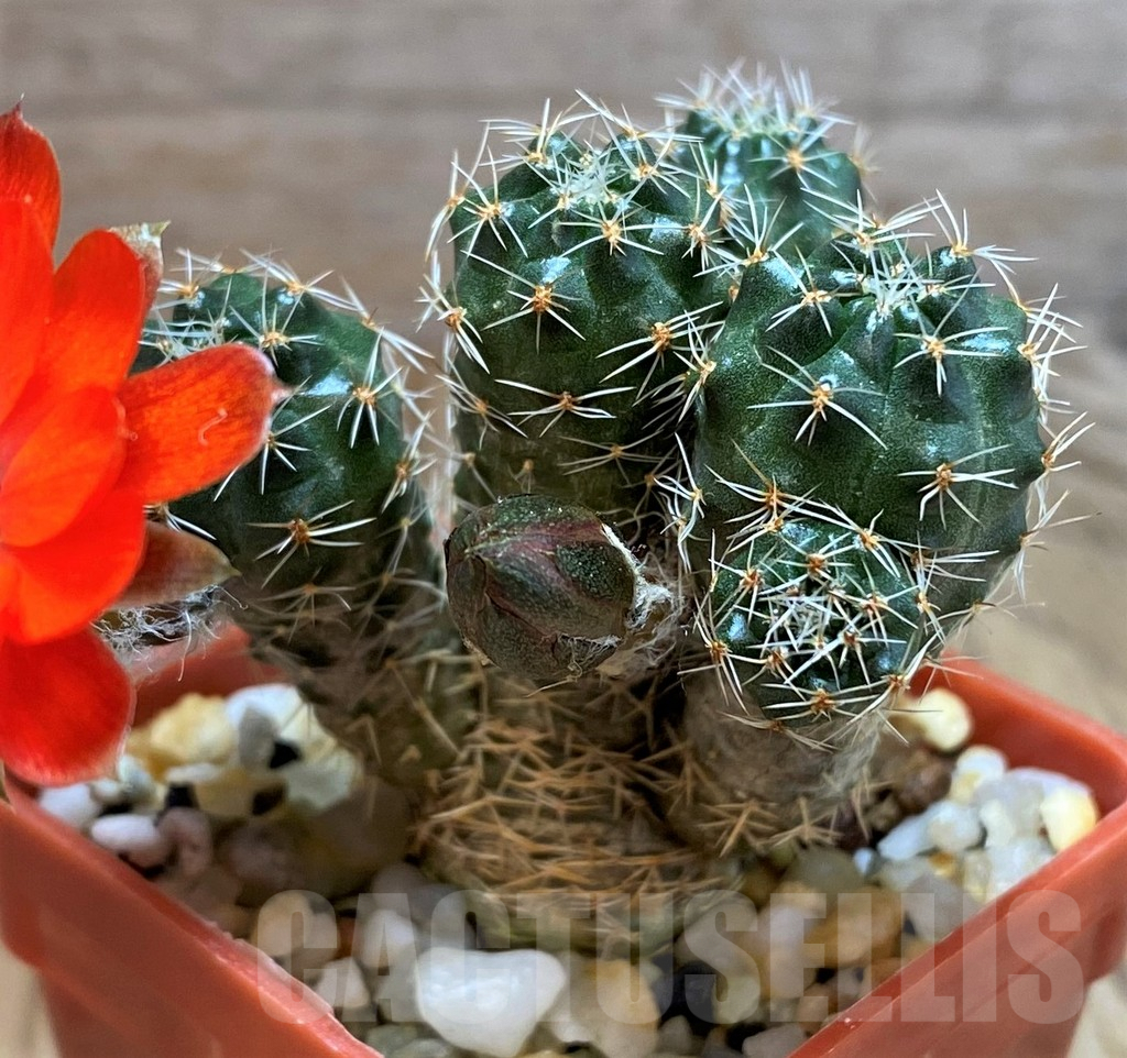 SH7989 Mediolobivia pygmaea WR909 - 画像 (3)