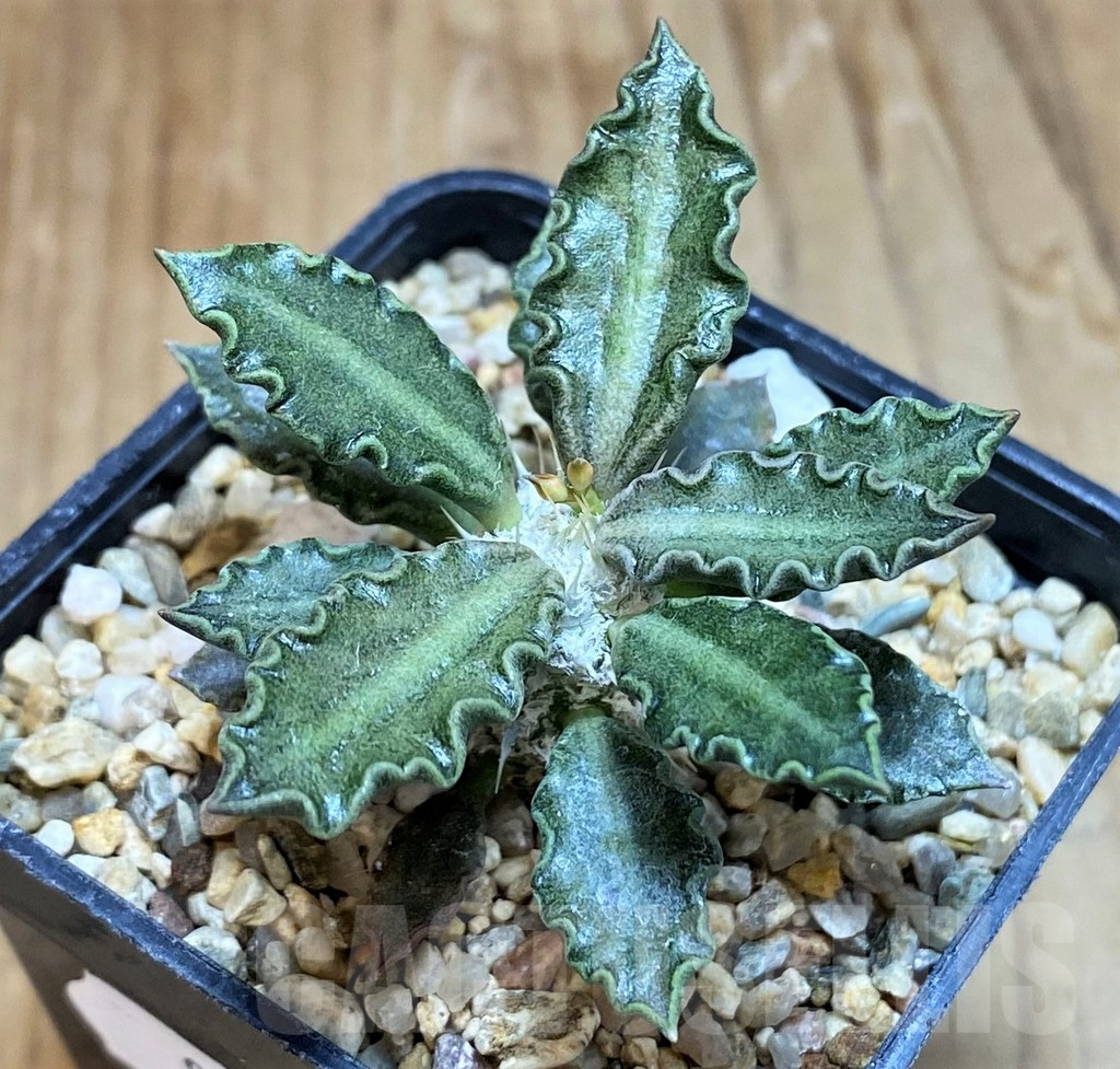 SH8011 Euphorbia tulearensis