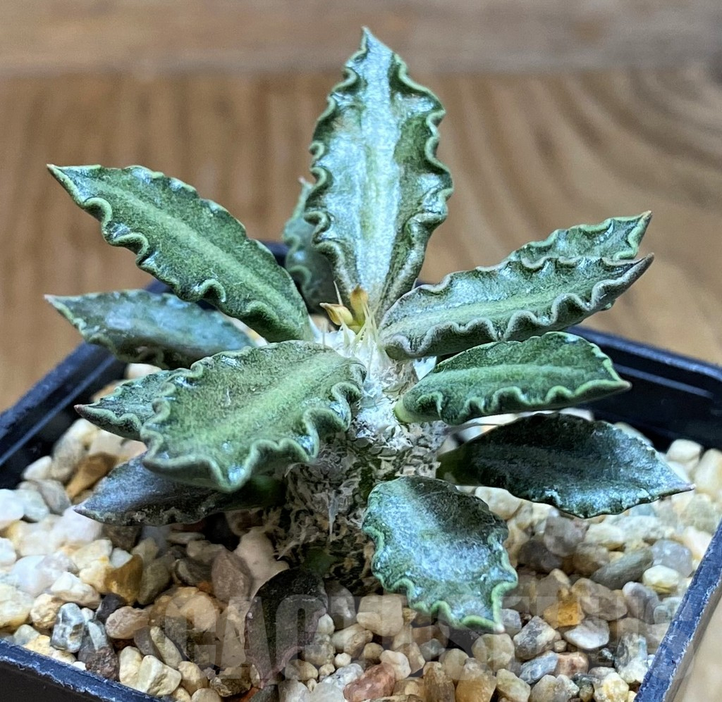 SH8011 Euphorbia tulearensis - Imagen 2