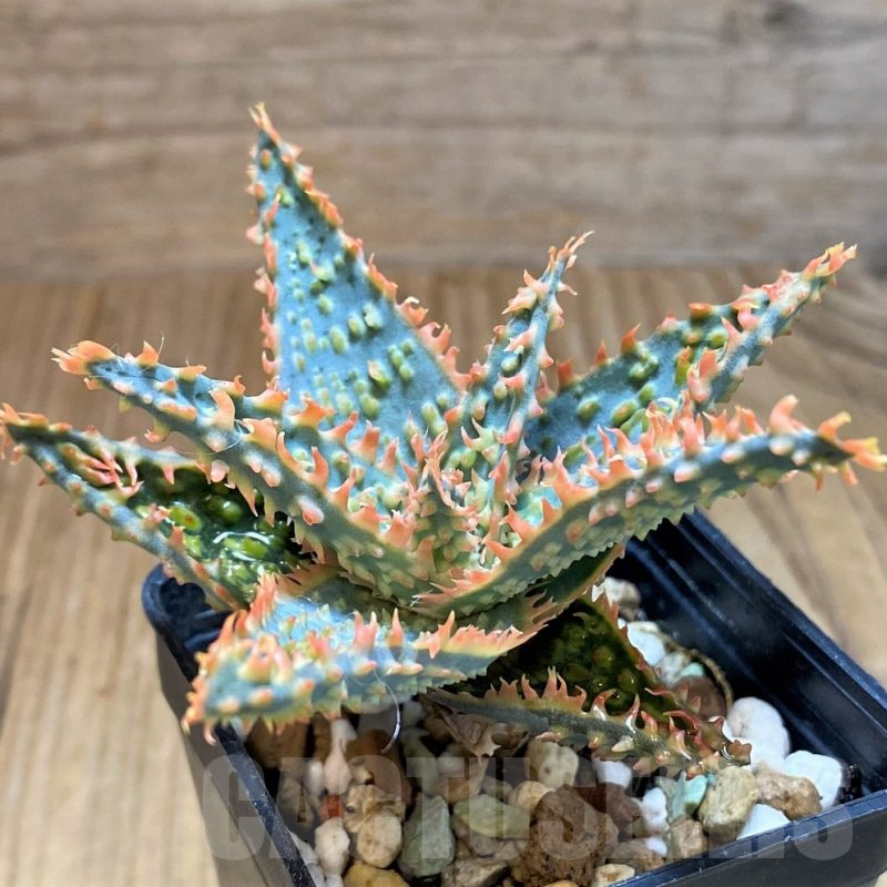 SH8015 Aloe TCT hybrid