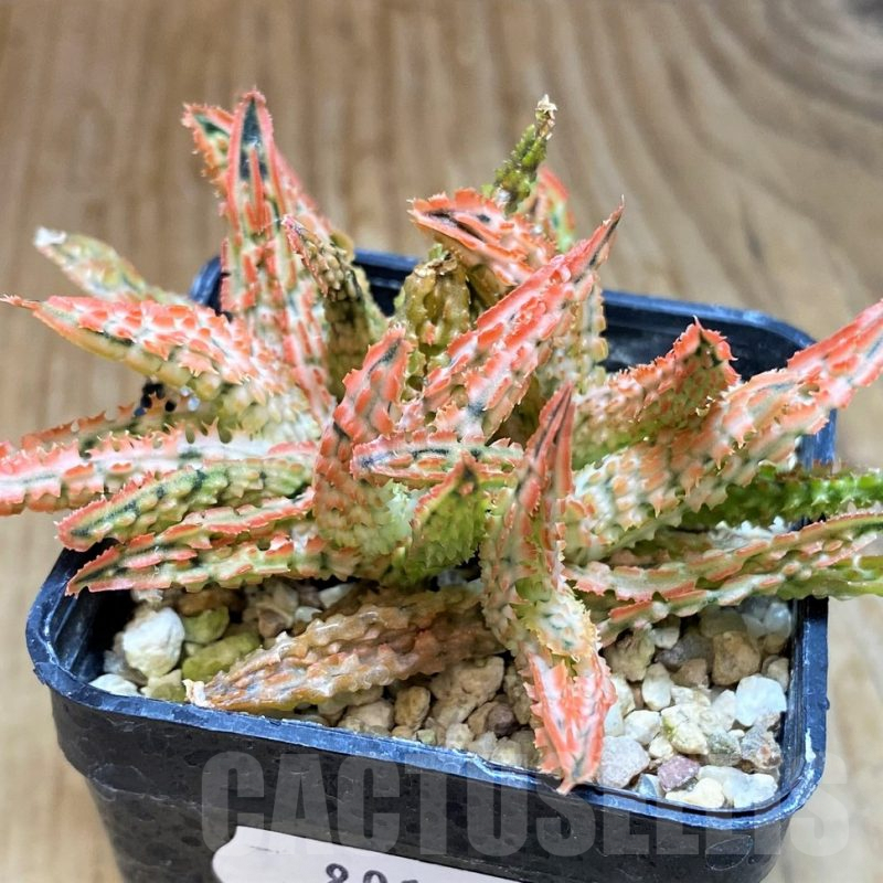 SH8016 Aloe TCT hybrid