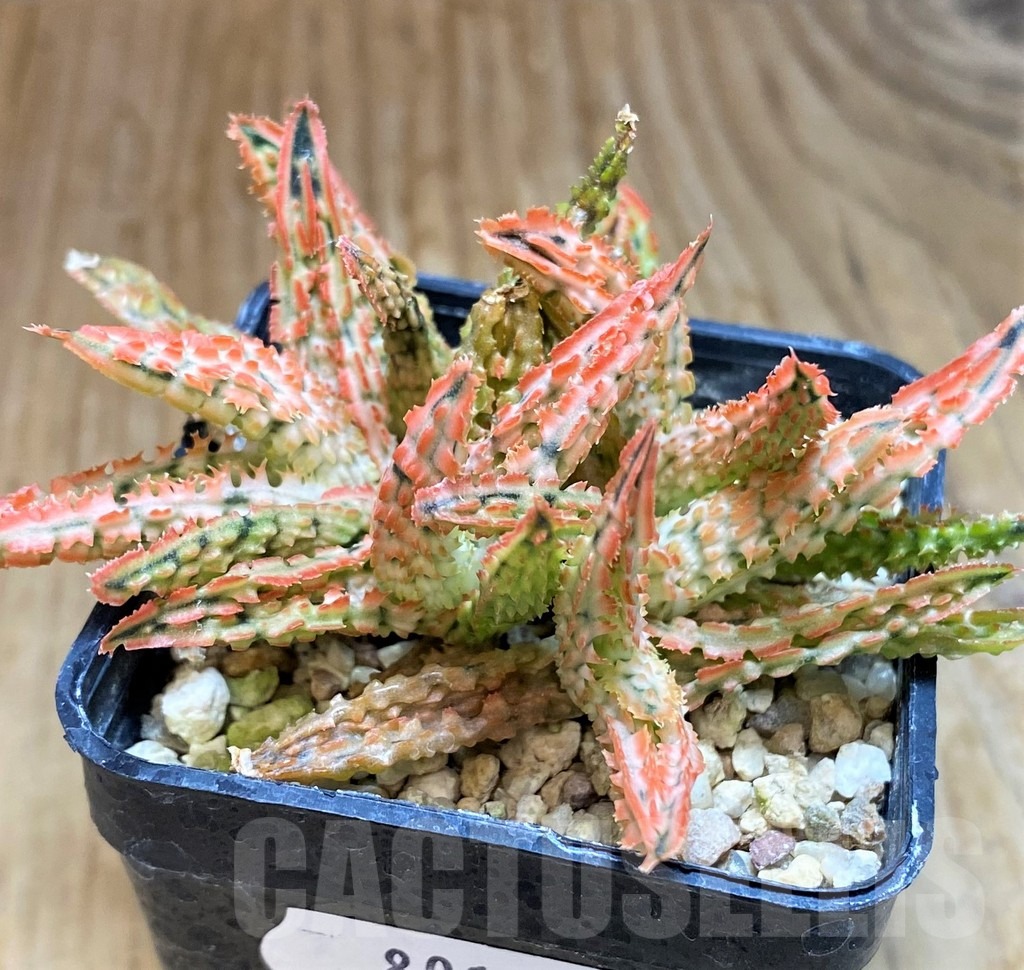 SH8016 Aloe TCT hybrid