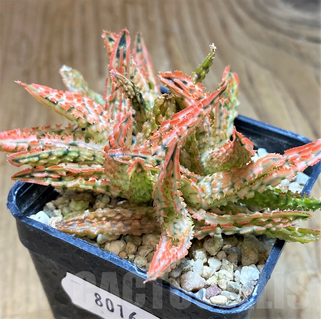 SH8016 Aloe TCT hybrid - Image 2