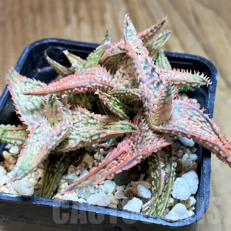 SH8017 Aloe TCT hybrid