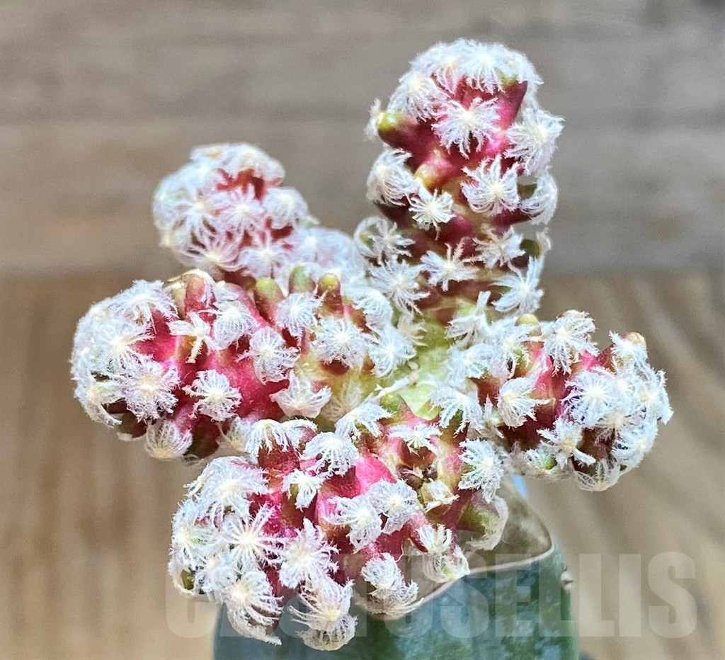 SH7990 Mammillaria theresae v. minima, grafted