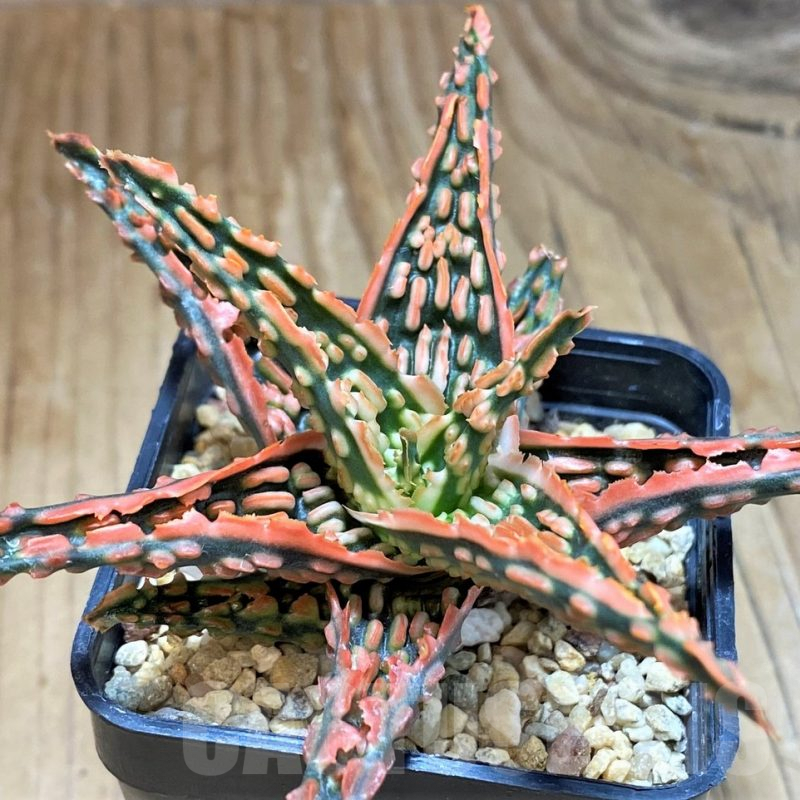 SH8018 Aloe TCT hybrid