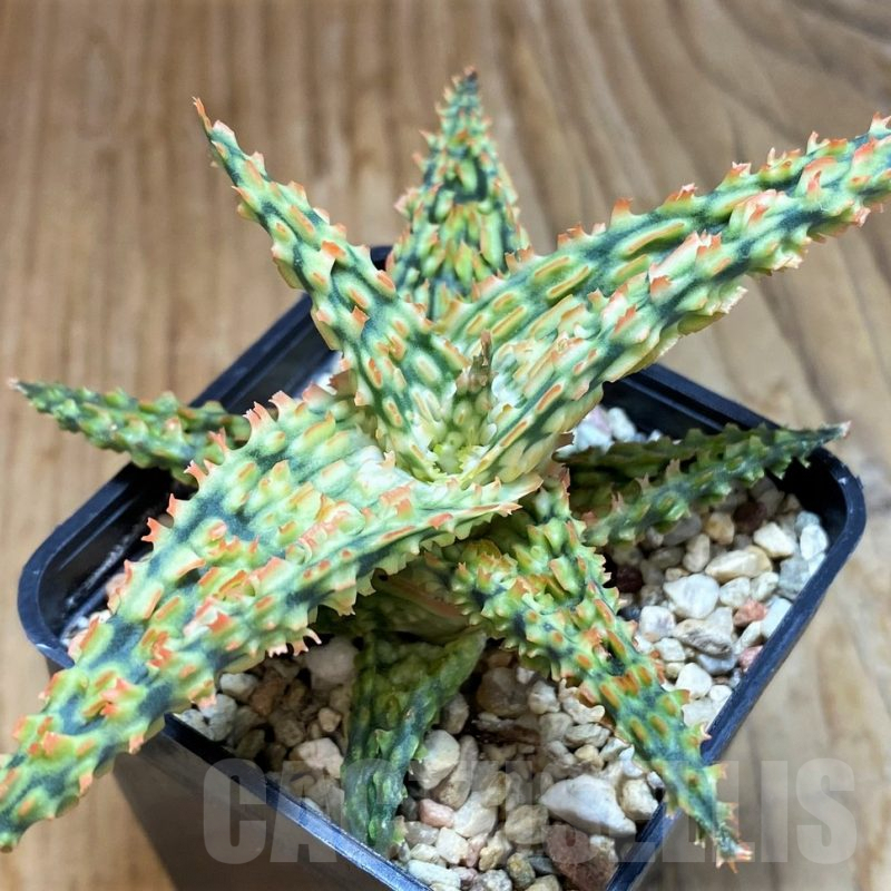 SH8019 Aloe TCT hybrid