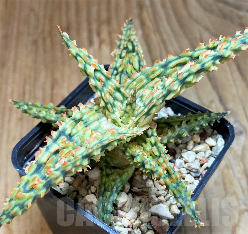 SH8019 Aloe TCT hybrid
