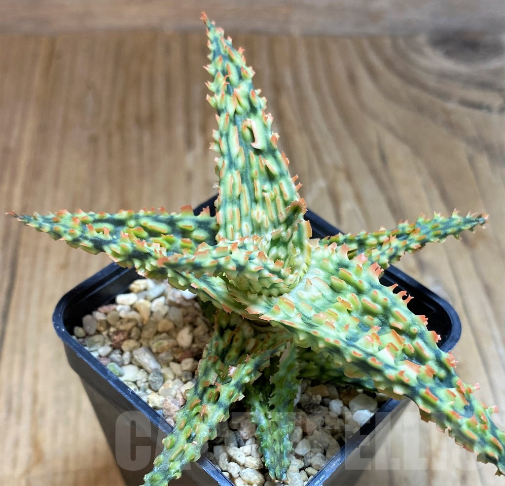 SH8019 Aloe TCT hybrid - immagine 2