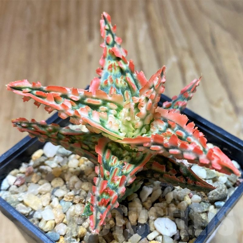 SH8020 Aloe TCT hybrid
