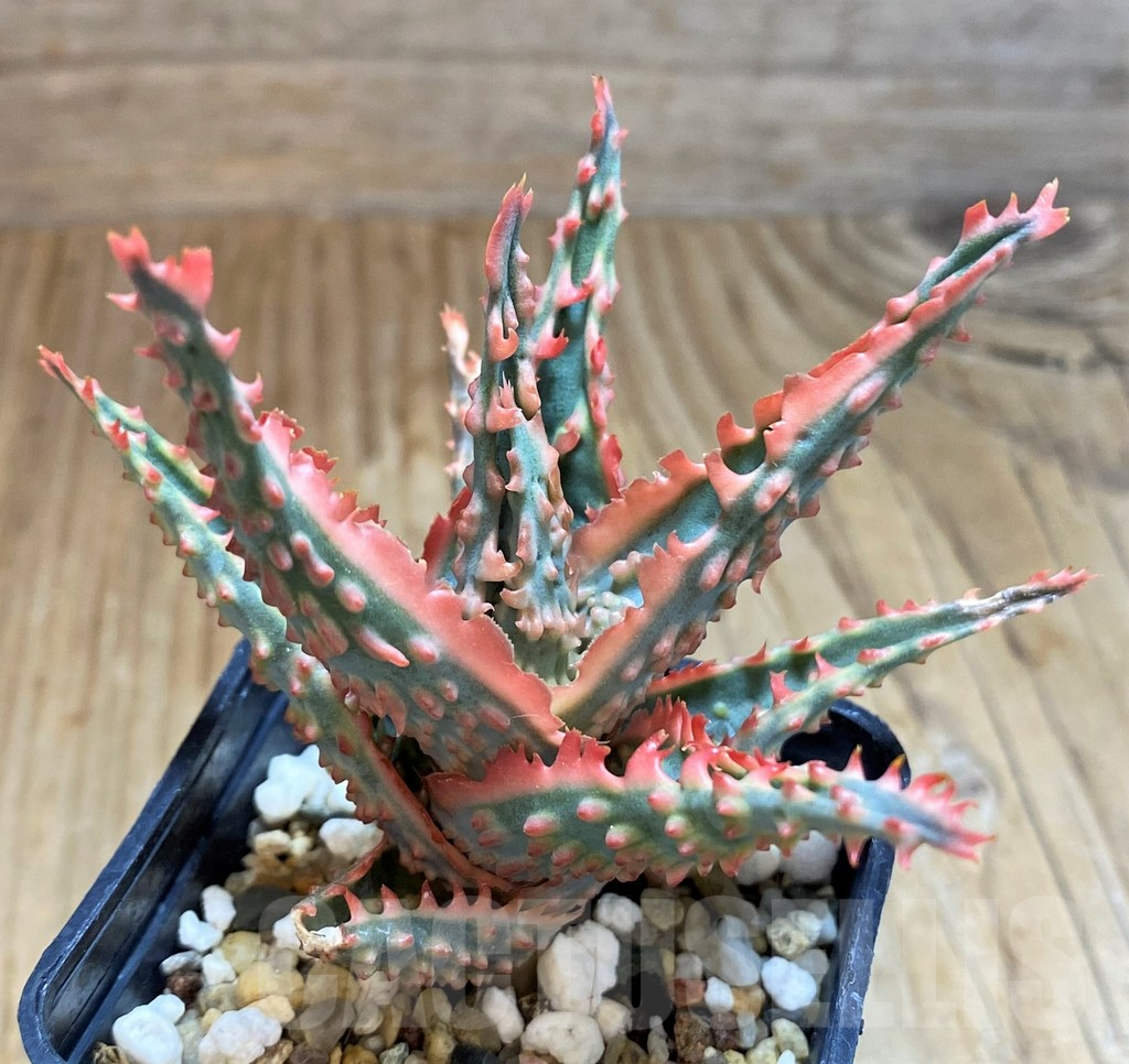 SH8021 Aloe TCT hybrid - immagine 2