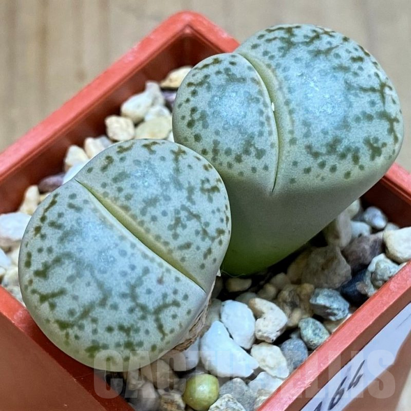 SH8164 Lithops pseudotruncatella