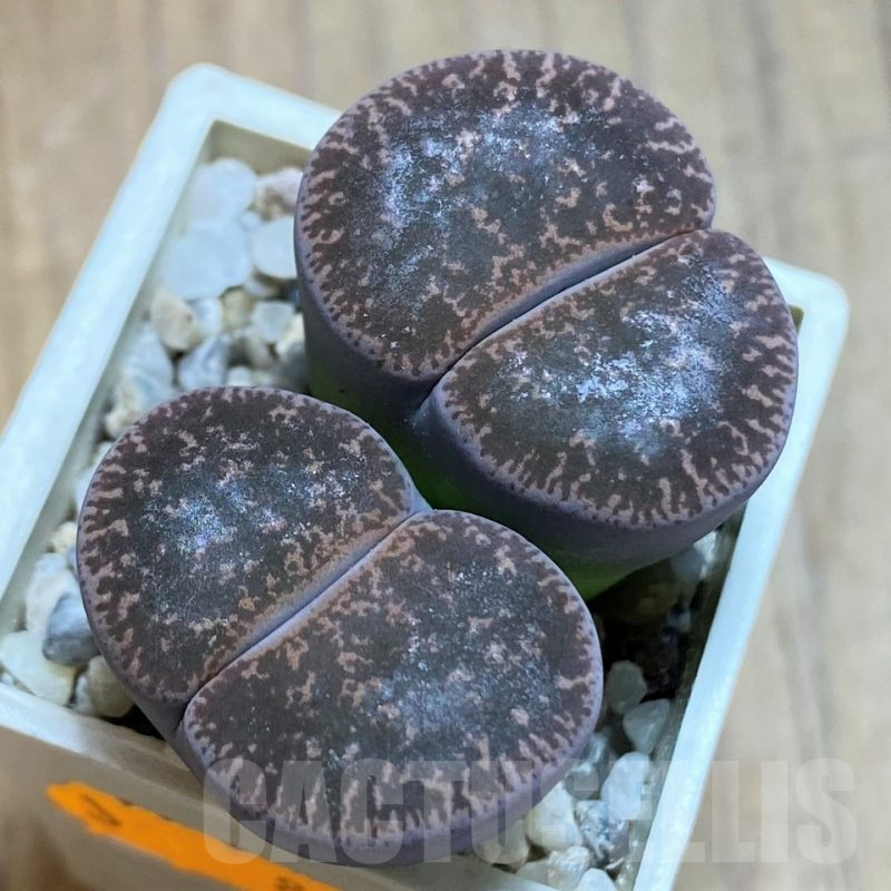 SH8165 Lithops lesliei f. grey SH1652