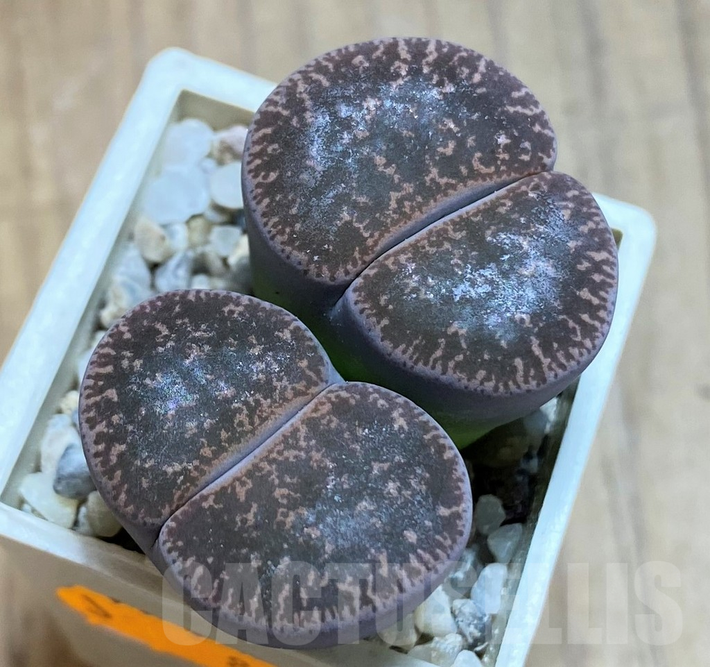 SH8165 Lithops lesliei f. grey SH1652