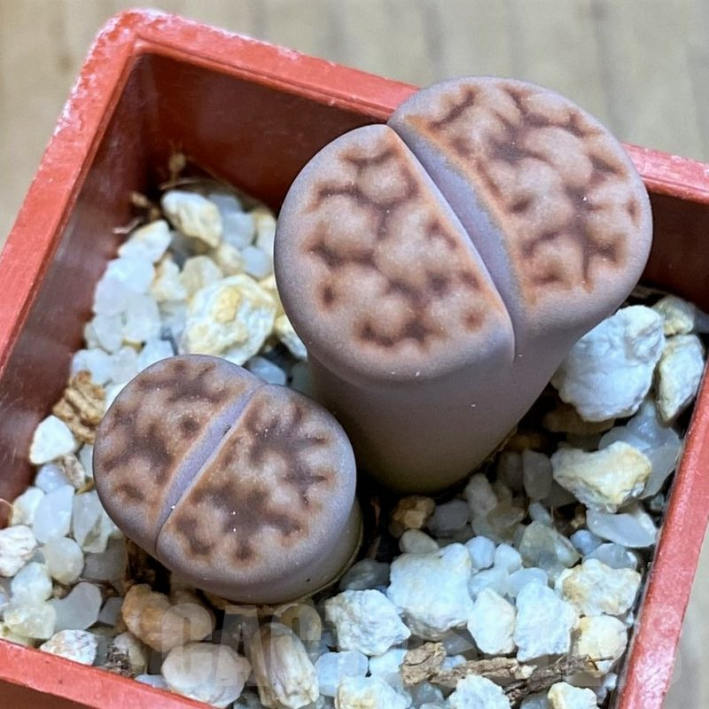 SH8167 Lithops karasmontana v. summitatum
